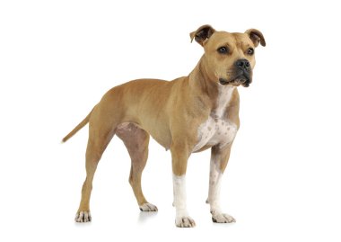 Harika bir Amerikan Staffordshire Terrier 'inin stüdyoda çekilmiş fotoğrafı.