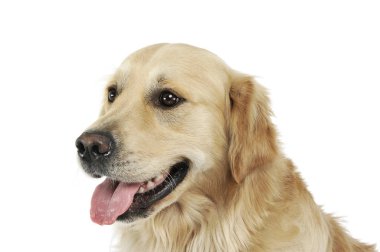Tatmin olmuş bir Golden Retriever portresi. 