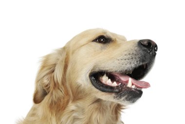 Tatmin olmuş bir Golden Retriever portresi. 