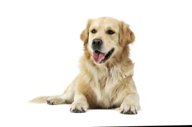 Tatlı Golden Retriever 'ın stüdyo fotoğrafı. Yalan söylüyor ve memnun görünüyor.