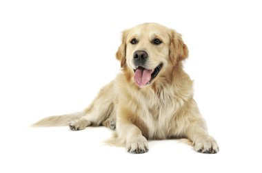 Tatlı Golden Retriever 'ın stüdyo fotoğrafı. Yalan söylüyor ve memnun görünüyor.