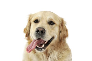 Dilini sarkıtan sevimli bir Golden retriever portresi.
