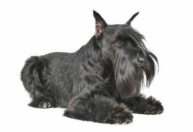 Sevimli bir Schnauzer 'in, kameraya merakla bakarken çekilmiş bir fotoğrafı.