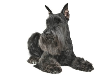 Şirin bir Schnauzer 'in yalan söylerken ve merakla bakarken çekilmiş bir fotoğrafı.