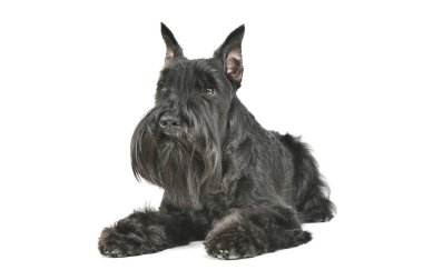 Şirin bir Schnauzer 'in yalan söylerken ve merakla bakarken çekilmiş bir fotoğrafı.