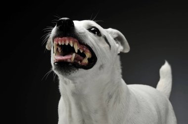 Heyecanlı bir melez köpeğin portresi ayakta ve kızgın görünüyor. 