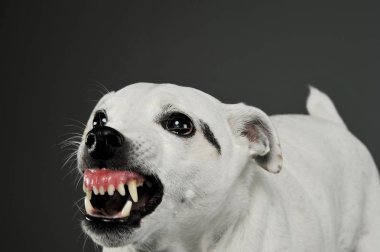 Heyecanlı bir melez köpeğin portresi ayakta ve kızgın görünüyor. 