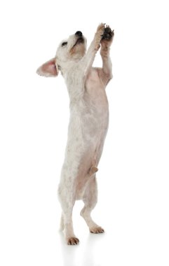 Arka ayakları üzerinde duran sevimli melez bir köpeğin stüdyo fotoğrafı.