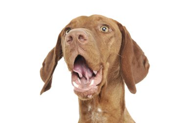 Çok tatlı bir Macar Vizsla 'nın portresi şaşırmış görünüyor.