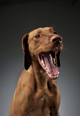 Çok tatlı bir Macar Vizsla 'nın portresi esniyor ve uykulu görünüyor.