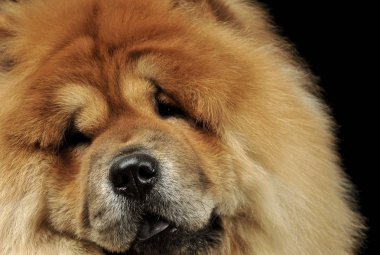 Kameraya tuhaf bir şekilde bakan sevimli bir yemek tablosunun portresi 