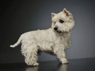 Studio shot of an adorable West Highland White Terrier standing and looking back curiously