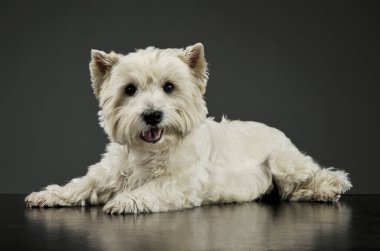 Batı Highland White Terrier 'ın çekimleri kameraya merakla bakıyor.