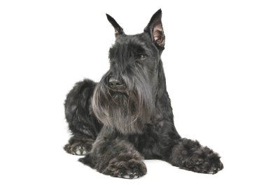 Şirin bir Schnauzer 'in yalan söylerken ve merakla bakarken çekilmiş bir fotoğrafı.