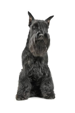 Çok tatlı bir Schnauzer 'ın stüdyoda oturup kameraya bakarken çekilmiş bir fotoğrafı.