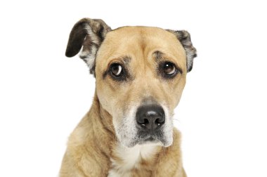 Üzgün görünen sevimli melez bir köpeğin portresi.