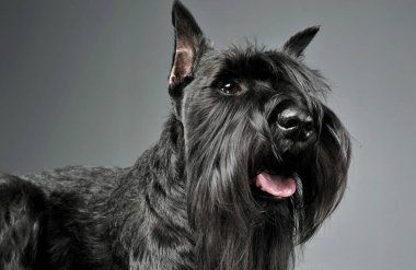 Sevimli bir Schnauzer 'in portresi merakla yukarı bakıyor ve tatmin olmuş görünüyor.