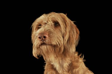 Çok tatlı bir tel saçlı Macar Vizsla 'nın portresi.