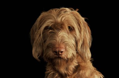 Portrait of an adorable wire-haired magyar vizsla looking curiously at the camera clipart