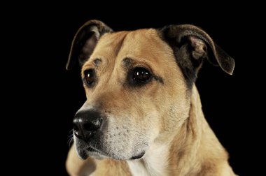 Çok sevimli bir melez köpeğin portresi.