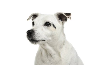 Çok sevimli bir melez köpeğin portresi. Merakla yukarı bakıyor.