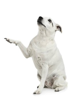 Melez bir köpeğin oturduğu ve ön bacağını kaldırdığı bir stüdyo fotoğrafı.