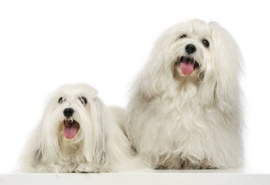 İki sevimli Maltes 'in stüdyo çekimi.