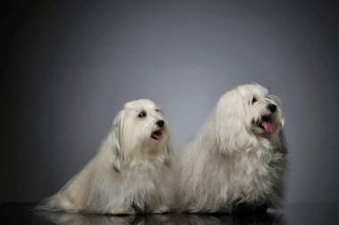 İki sevimli Maltes 'in stüdyo çekimi.