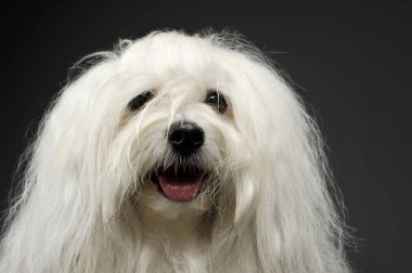 Sevimli bir Malta 'lının portresi