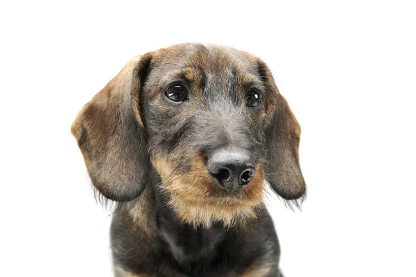 Portrait of an adorable wired haired Dachshund looking curiously — Stock Photo, Image