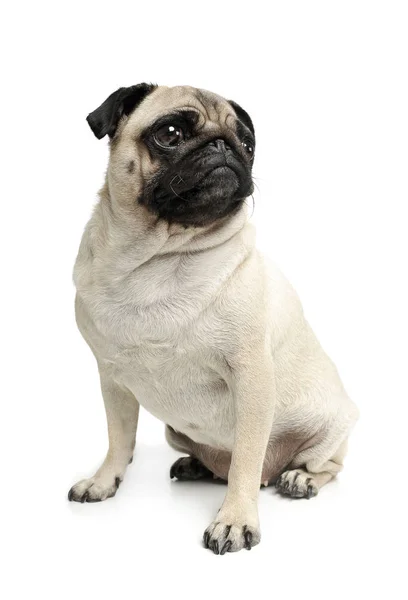 Studio shot of an adorable Pug (or Mops) sitting and looking up curiously — Stock Photo, Image