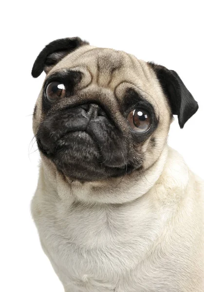 Portret van een schattige Pug (of dweilen) die nieuwsgierig naar de camera kijkt — Stockfoto