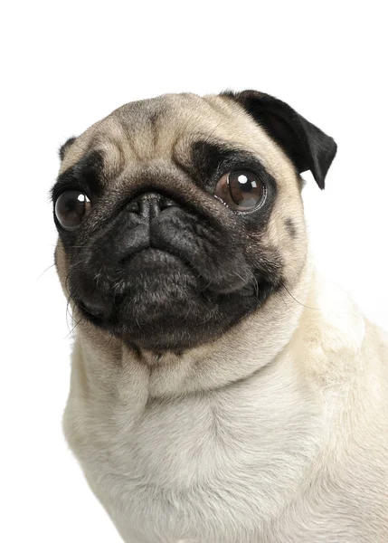 Portret van een schattige Pug (of dweilen) die nieuwsgierig naar de camera kijkt — Stockfoto