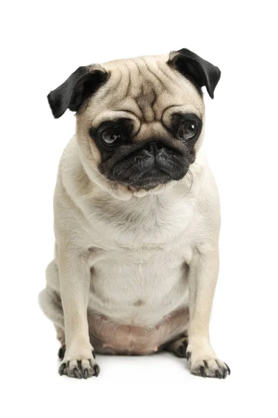 Captura de estudio de un adorable Pug (o Mops) sentado y mirando tristemente a la cámara — Foto de Stock