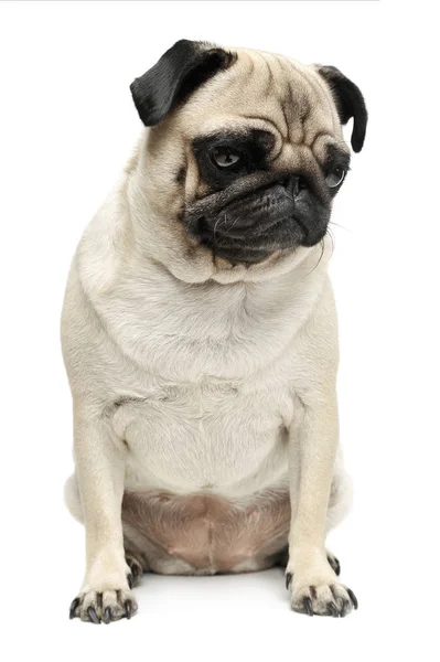 Studio shot van een schattige Pug (of Mops) zitten en kijken verdrietig naar beneden — Stockfoto