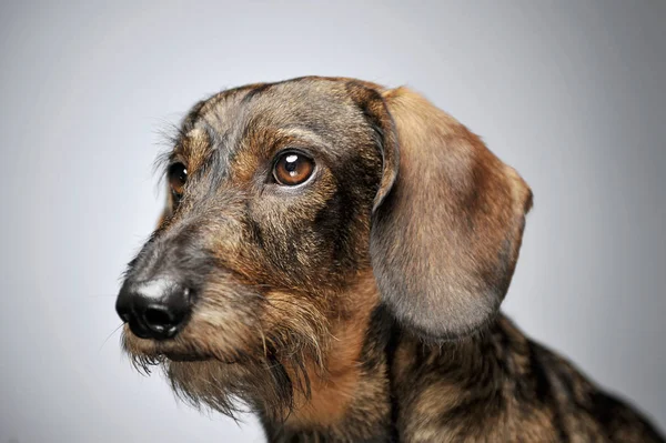 Πορτρέτο ενός αξιολάτρευτου ενσύρματου Dachshund που μοιάζει περιέργως — Φωτογραφία Αρχείου