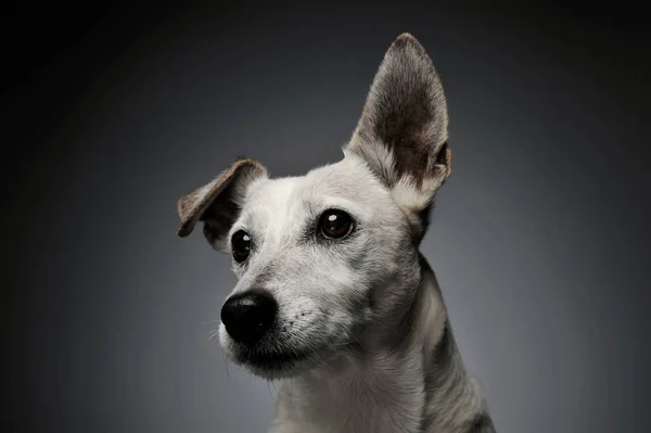 Retrato de un adorable Jack Russell Terrier mirando hacia arriba curiosamente con oídos divertidos — Foto de Stock