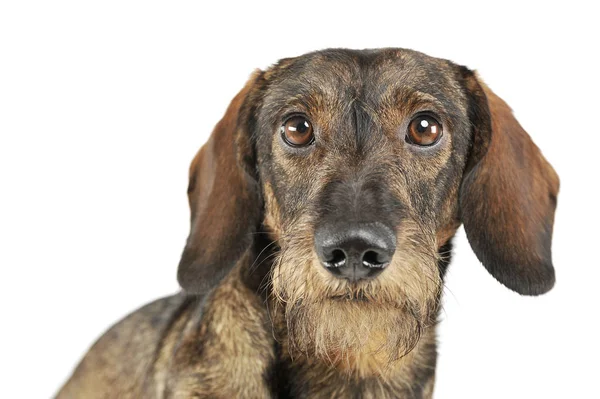 Tel örgülü şirin bir Dachshund 'un portresi kameraya merakla bakıyor. — Stok fotoğraf