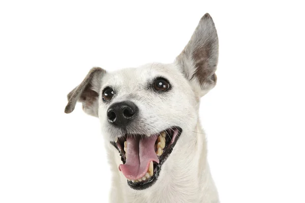 Retrato de un adorable Jack Russell Terrier luciendo feliz — Foto de Stock