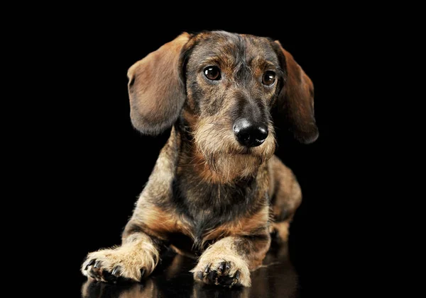 Estúdio tiro de um adorável cabeludo Dachshund deitado e olhando curiosamente — Fotografia de Stock