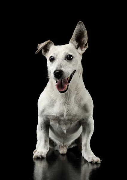 Estudio de un adorable Jack Russell Terrier sentado y luciendo feliz — Foto de Stock