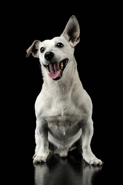 Estudio de un adorable Jack Russell Terrier sentado y luciendo feliz — Foto de Stock