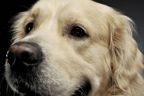 Egy imádnivaló Golden retriever portréja, aki furcsán néz ki. — Stock Fotó