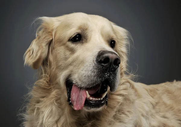 Retrato de um adorável Golden retriever com língua pendurada — Fotografia de Stock