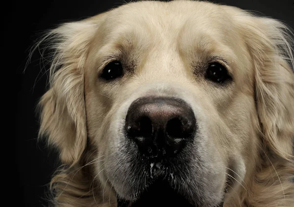 Egy imádnivaló Golden retriever portréja, aki furcsán néz a kamerába. — Stock Fotó