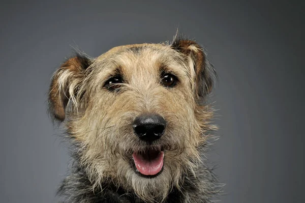 Retrato de um cão de raça mista adorável olhando curiosamente para a câmera — Fotografia de Stock