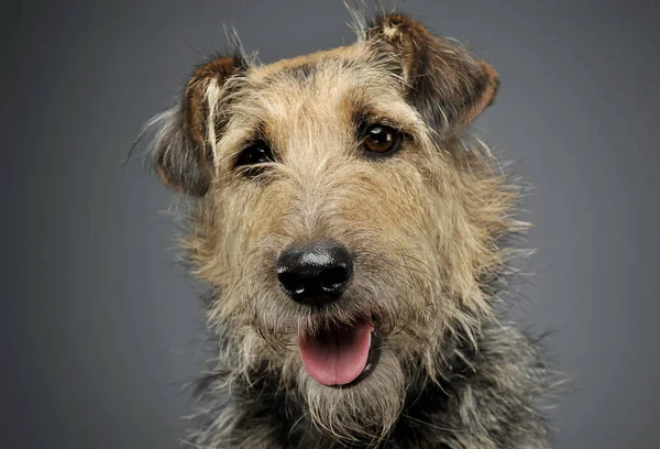 Retrato de un adorable perro mestizo mirando curiosamente a la cámara — Foto de Stock