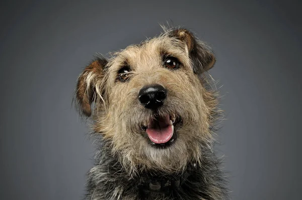 Retrato de um cão de raça mista adorável olhando curiosamente para a câmera — Fotografia de Stock