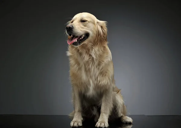 Στούντιο πλάνο ενός αξιολάτρευτου Golden Retriever συνεδρίαση και αναζητούν ικανοποιημένοι — Φωτογραφία Αρχείου