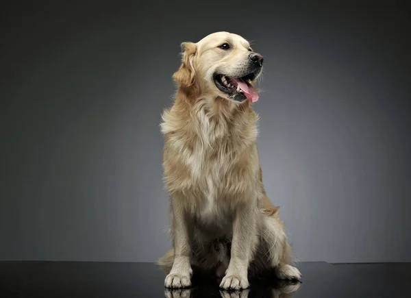 Studio shot of an adorable Golden retriever sitting and looking satisfied — ストック写真